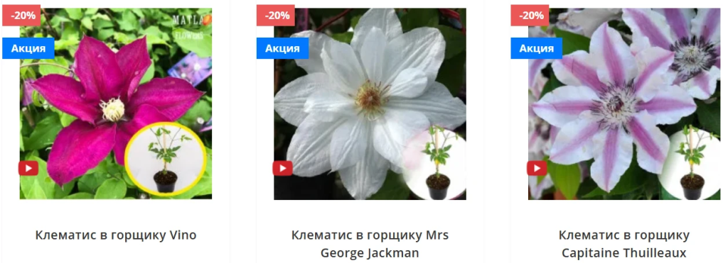 Клематис в ландшафтном дизайне — саженцы клематисов от Matla Flowers