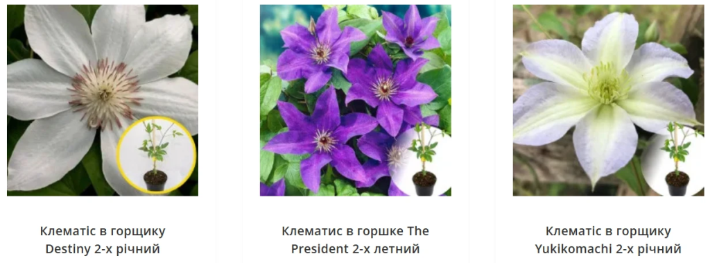 Цветовые комбинации: что с чем сочетается