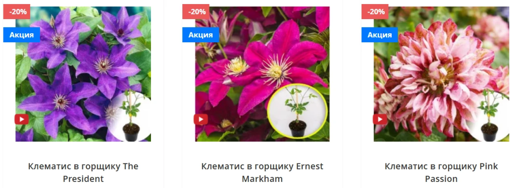 Сорта по периоду цветения: как растянуть сезон